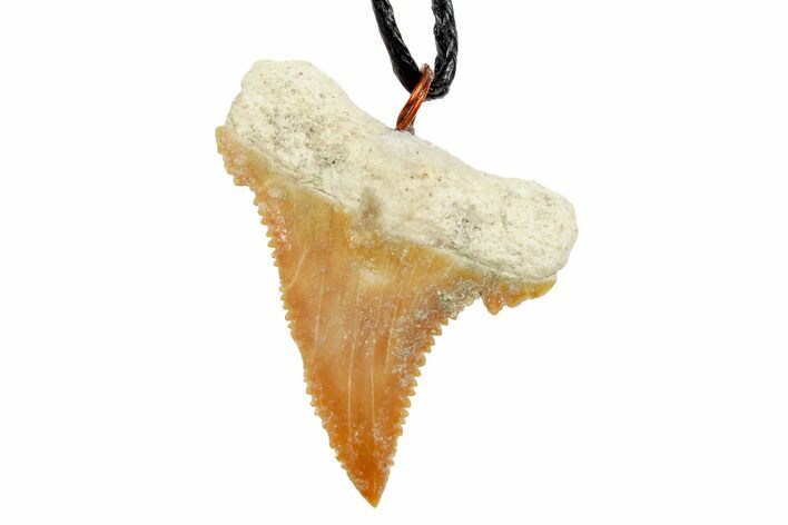 Fossil Shark (Palaeocarcharodon) Tooth Necklace -Morocco #169940
